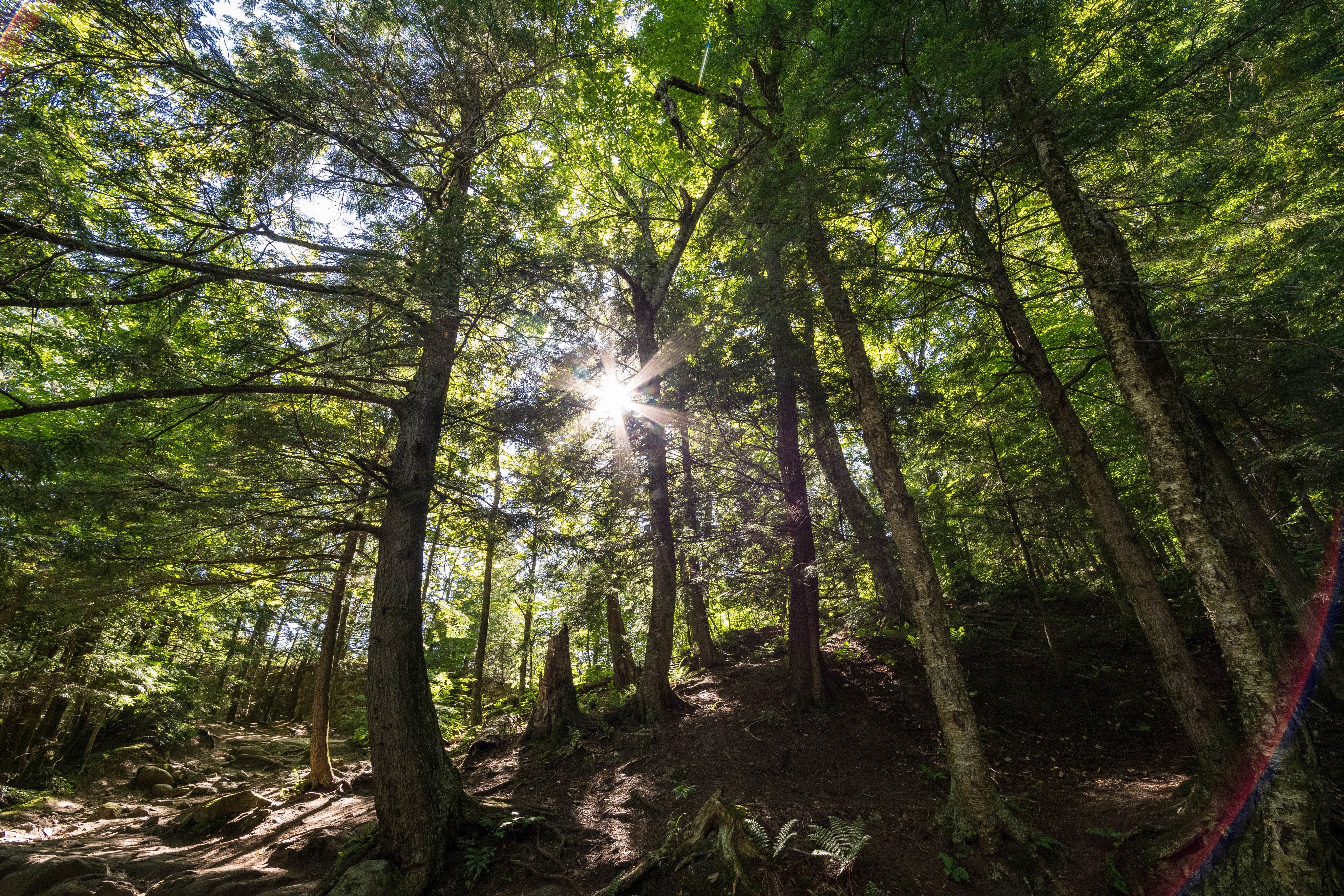 sun-beams-through-forest.jpg